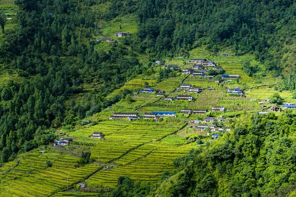 Village houses in hilly landscape with green terrace fields