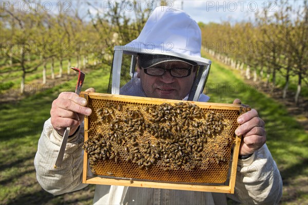 Beekeeper checking on honey bees