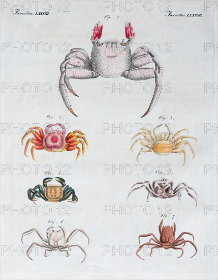 Various crabs