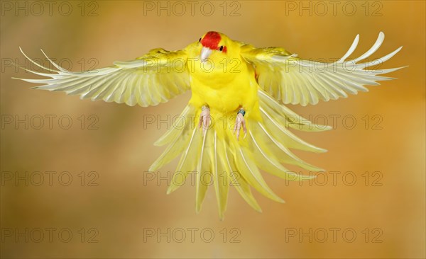 Red-crowned parakeet or red-fronted parakeet
