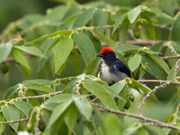 Scarlet-backed flowerpecker