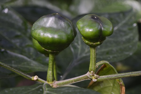 Chili buds