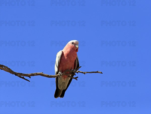 Galah