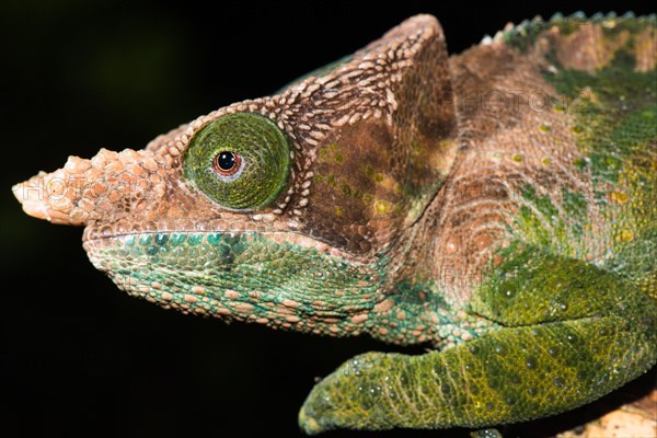 O'Shaughnessy's chameleon