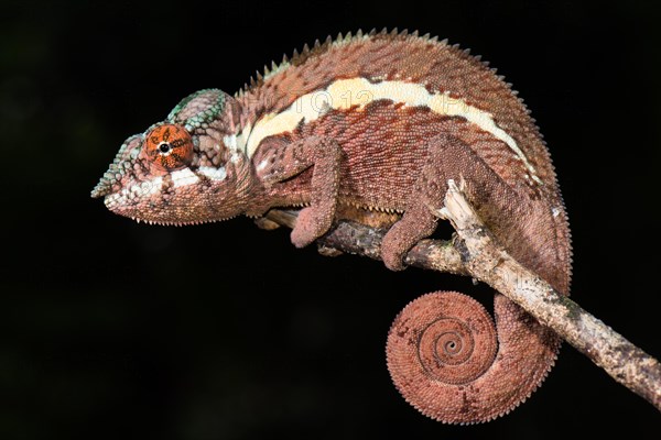 Panther chameleon