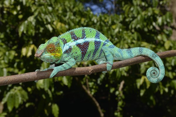 Panther chameleon