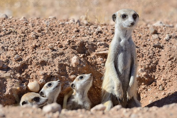 Meerkats