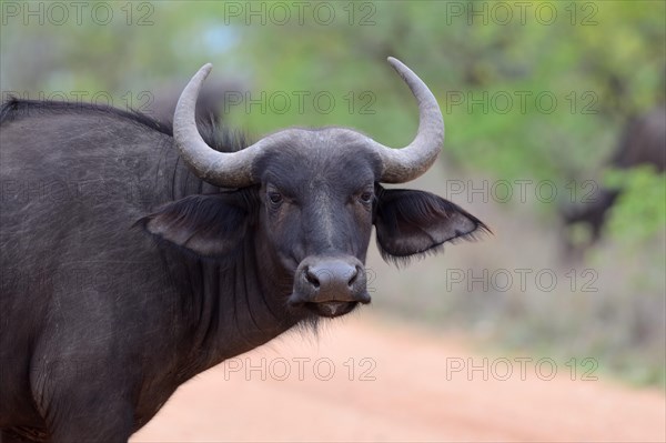 African buffalo or Cape buffalo