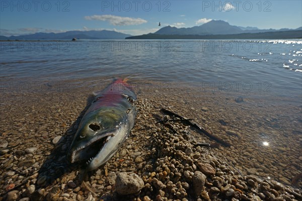 Chum salmon