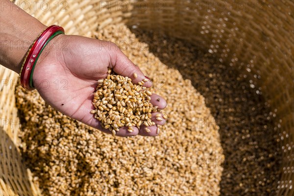 Farmer's wife washing and cleaning barley