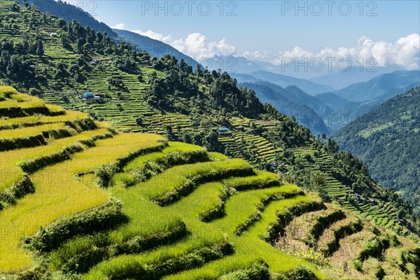 Agricultural landscape