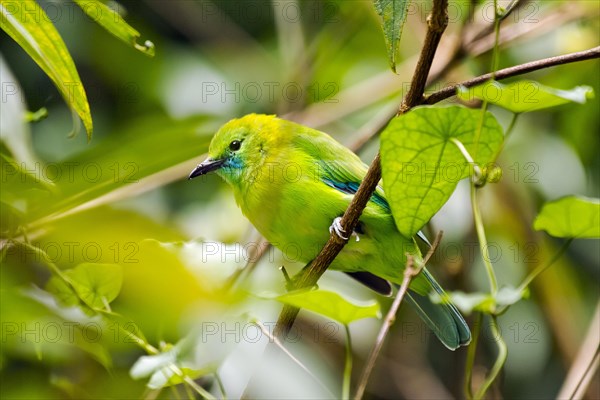 Blue-winged leafbird