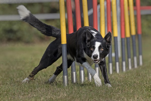 Border Collie runing at the agility tournament through Slalom