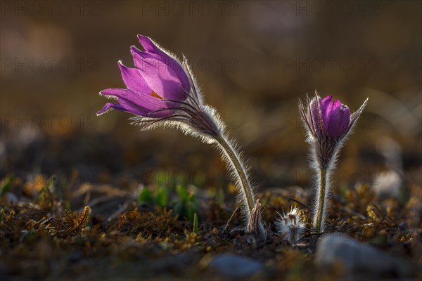 Pasque flowers