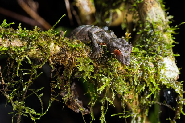 Satanic Leaf Tailed Gecko