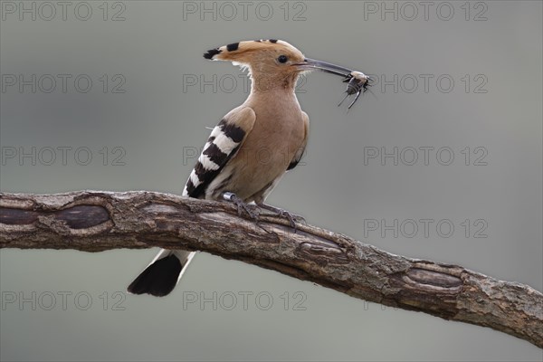 Hoopoe