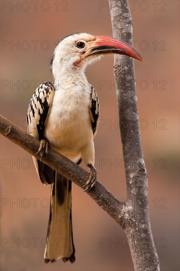 Northern red-billed hornbill