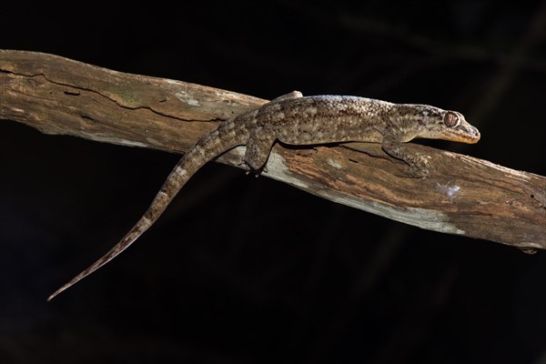 Sakalava Velvet Gecko