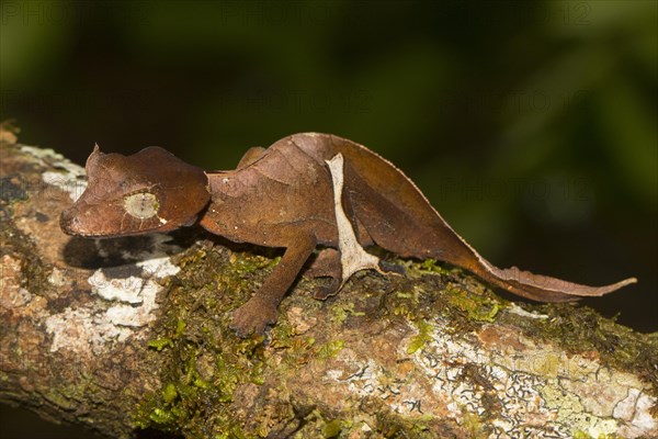 Rare Uroplatus