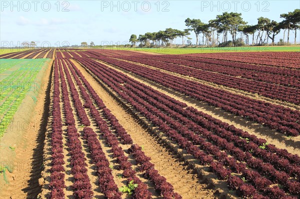Lettuce crop growing in field