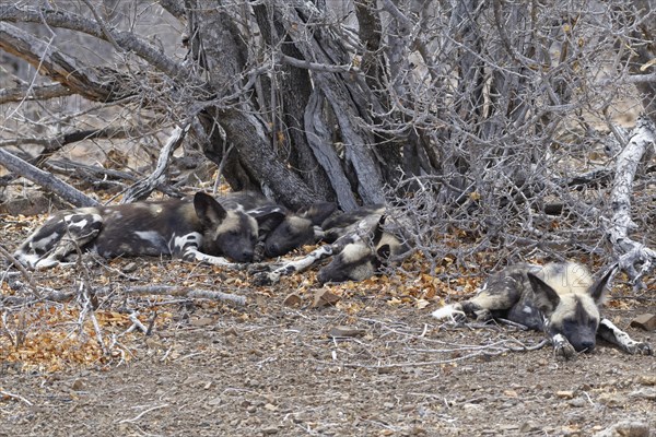 African wild dogs