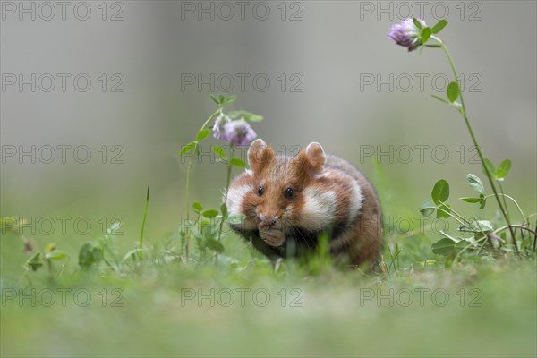 European hamster