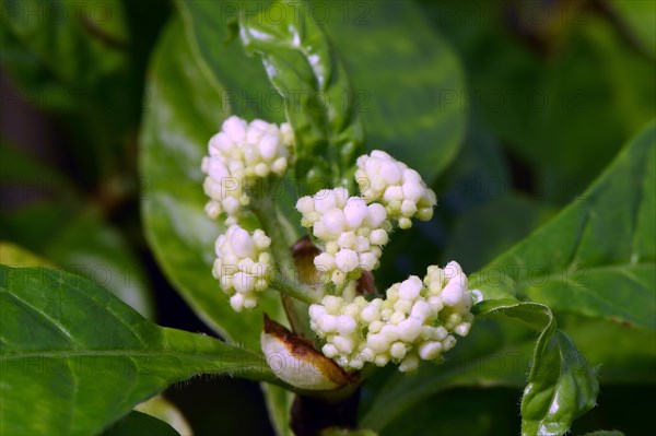 Psychotria vervosa