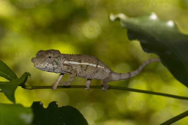 Rhinoceros chameleon