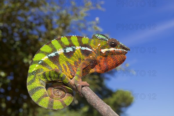 Panther chameleon