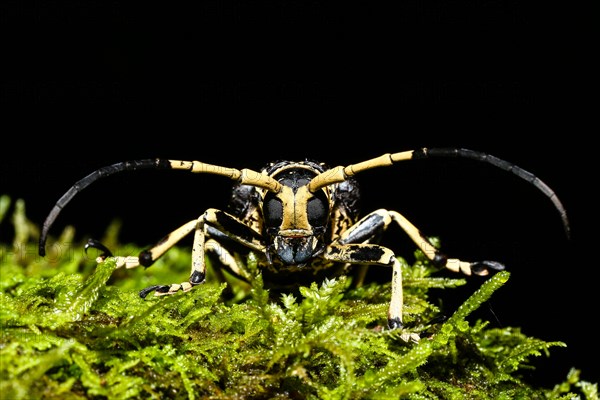 Longhorn beetles