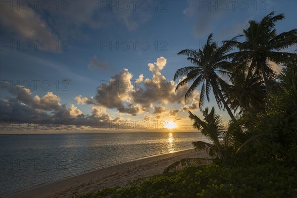 Sandy beach with palm trees at sunset