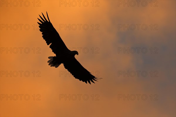 White-tailed eagle