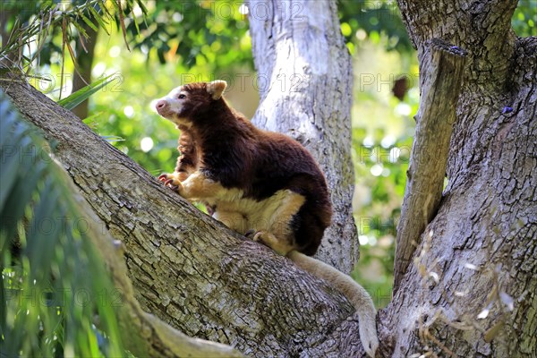 Matschie's tree-kangaroo