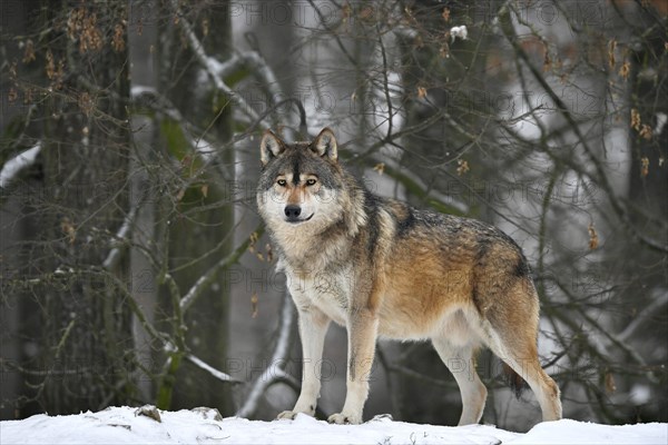 Eastern wolf
