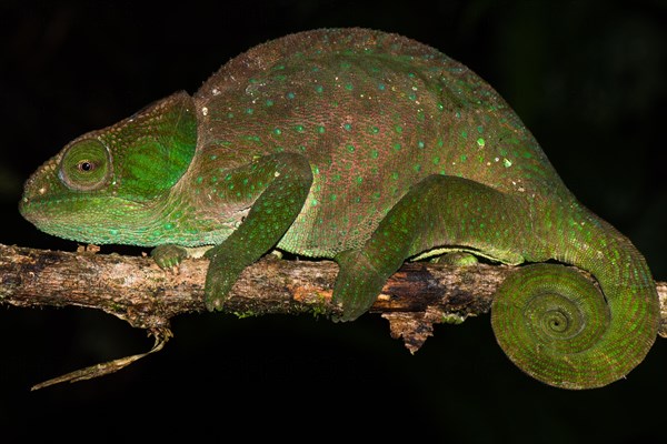 O' Shaughnessy's Chameleon