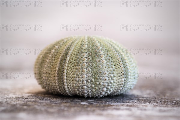Sea urchin