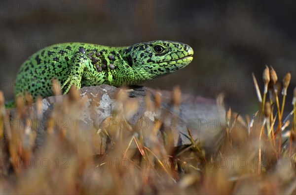 Male sand lizard