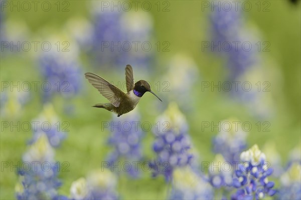 Black-chinned Hummingbird