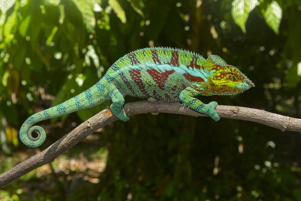 Panther chameleon