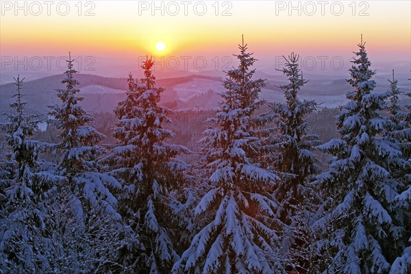 Snow covered spruce trees at sunset in winter