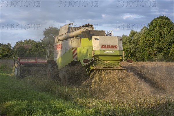 Combine harvester threshing rape