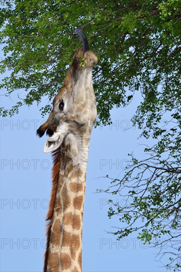 South African giraffe or cape giraffe