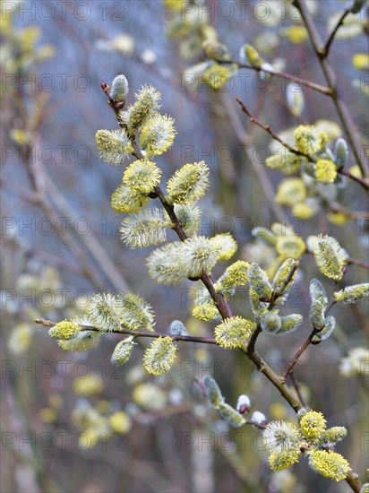 Blossoming pussy willow