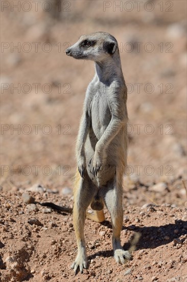 Meerkat