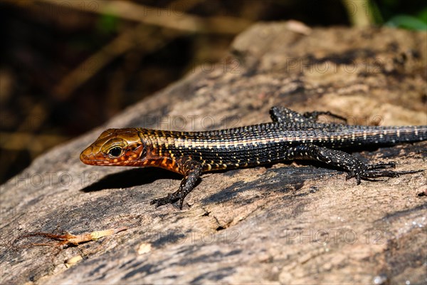 Western girdled lizard