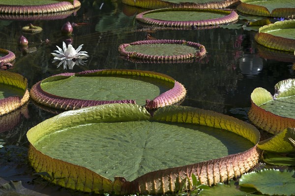 Santa Cruz waterlilies