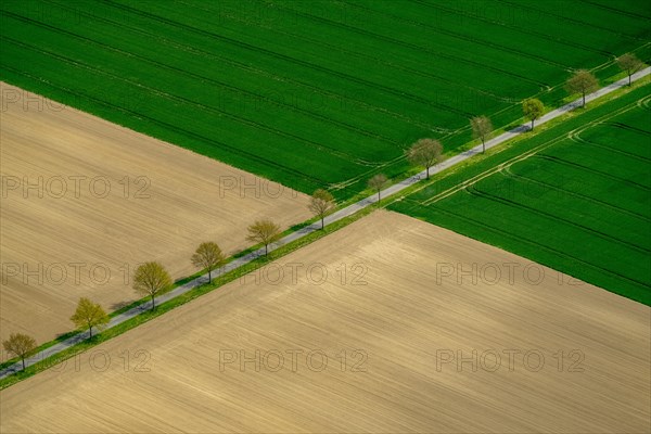 Tree-lined road between fields