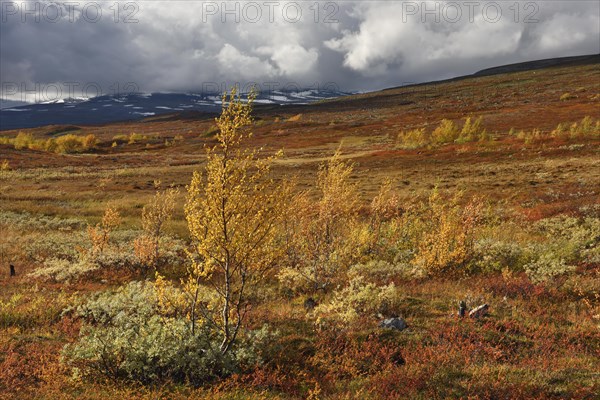 Colourful autumn landscape on the Saltfjellet