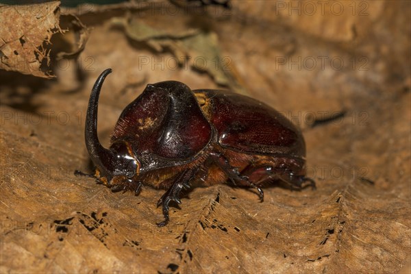 European rhinoceros beetle