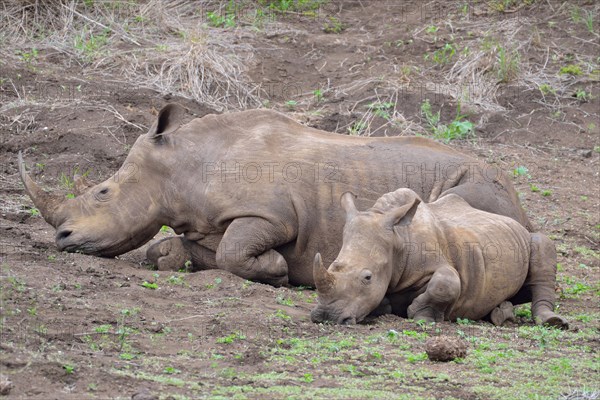 White rhinoceroses